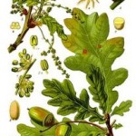 Quercus