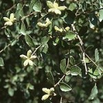 Quillaya saponaria