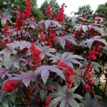 Ricinus communis