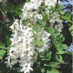 Robinia pseudo acacia