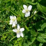 Rubus