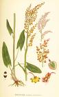 Rumex