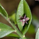 Ruscus aculeatus