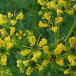 Ruta graveolens