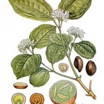 Nux vomica
