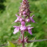 Stachys