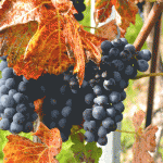 Vitis vinifera