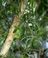 Thea sinensis