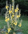 Verbascum thapsus