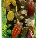 Theobroma cacao