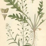 Thlaspi bursa pastoris