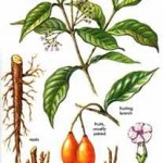Tabernanthe iboga