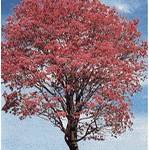 Tabebuia avellanedae