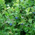 Vaccinium