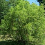 Salix