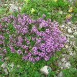 Thymus