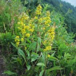 Solidago virga aurea