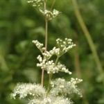 Spiraea ulmaria