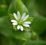 Stellaria media