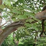 Sterculia