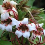 Strophanthus