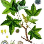 Styrax
