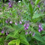 Symphytum officinale