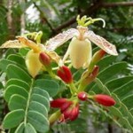 Tamarindus indica