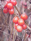 Tamus communis