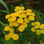 Tanacetum vulgare