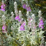 Teucrium