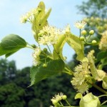Tilia