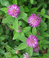 Trifolium