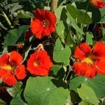 Tropaelum majus