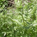 Valeriana off.
