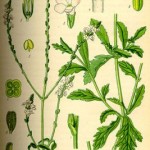 Verbena off.
