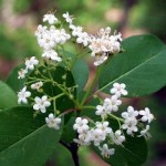 Viburnum