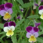 Viola