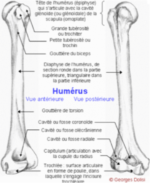 Les muscles du corps humain Les muscles du corps humain