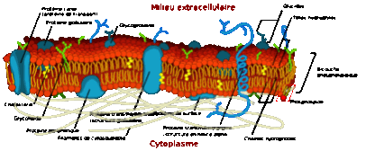 Membrane