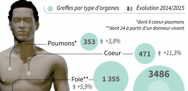 Les greffes d'organes en 2015.