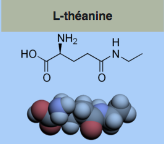 Théanine2
