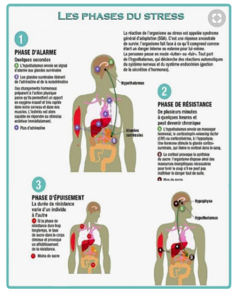 Bilan Des Neurotransmetteurs Bnt Médecine Intégrée - 